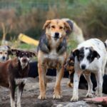 Stray Animals Donation: Making a Difference Together